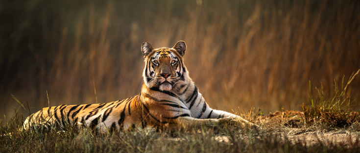 Wildlife Jeep Safari Jim Corbett